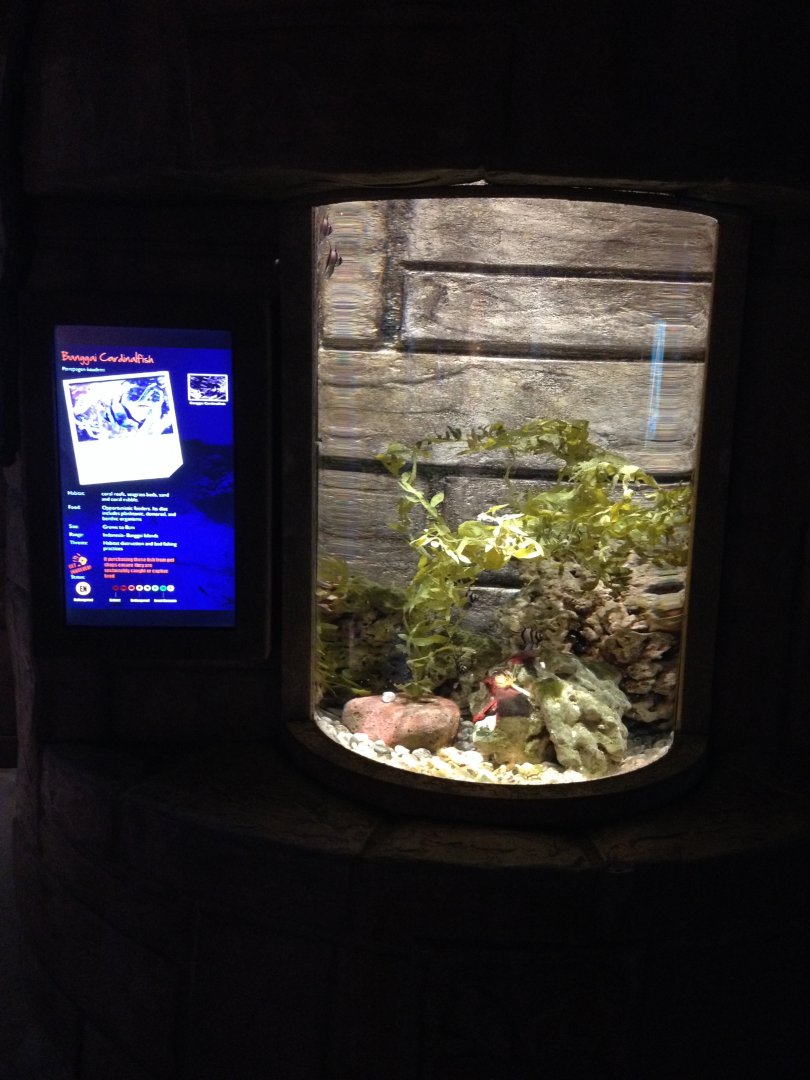 Banggai Cardinalfish tank