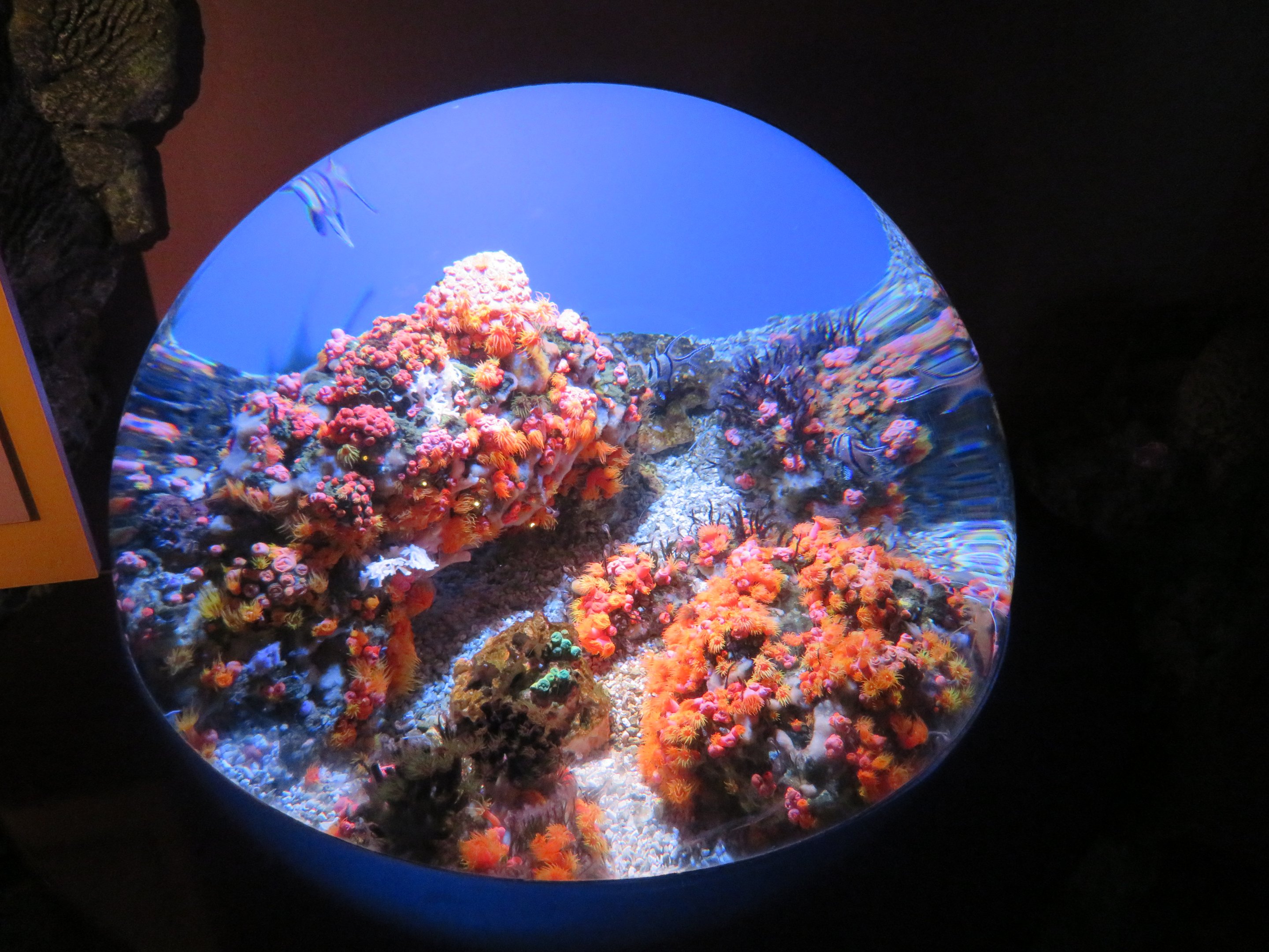 Banggai Cardinalfish Tank