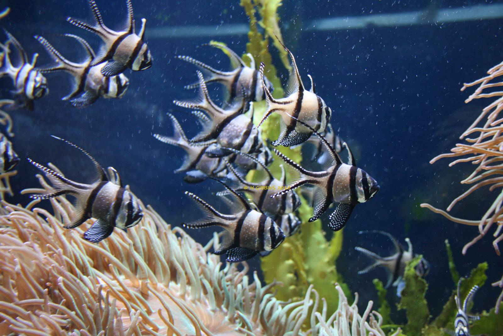 Banggai Cardinalfish