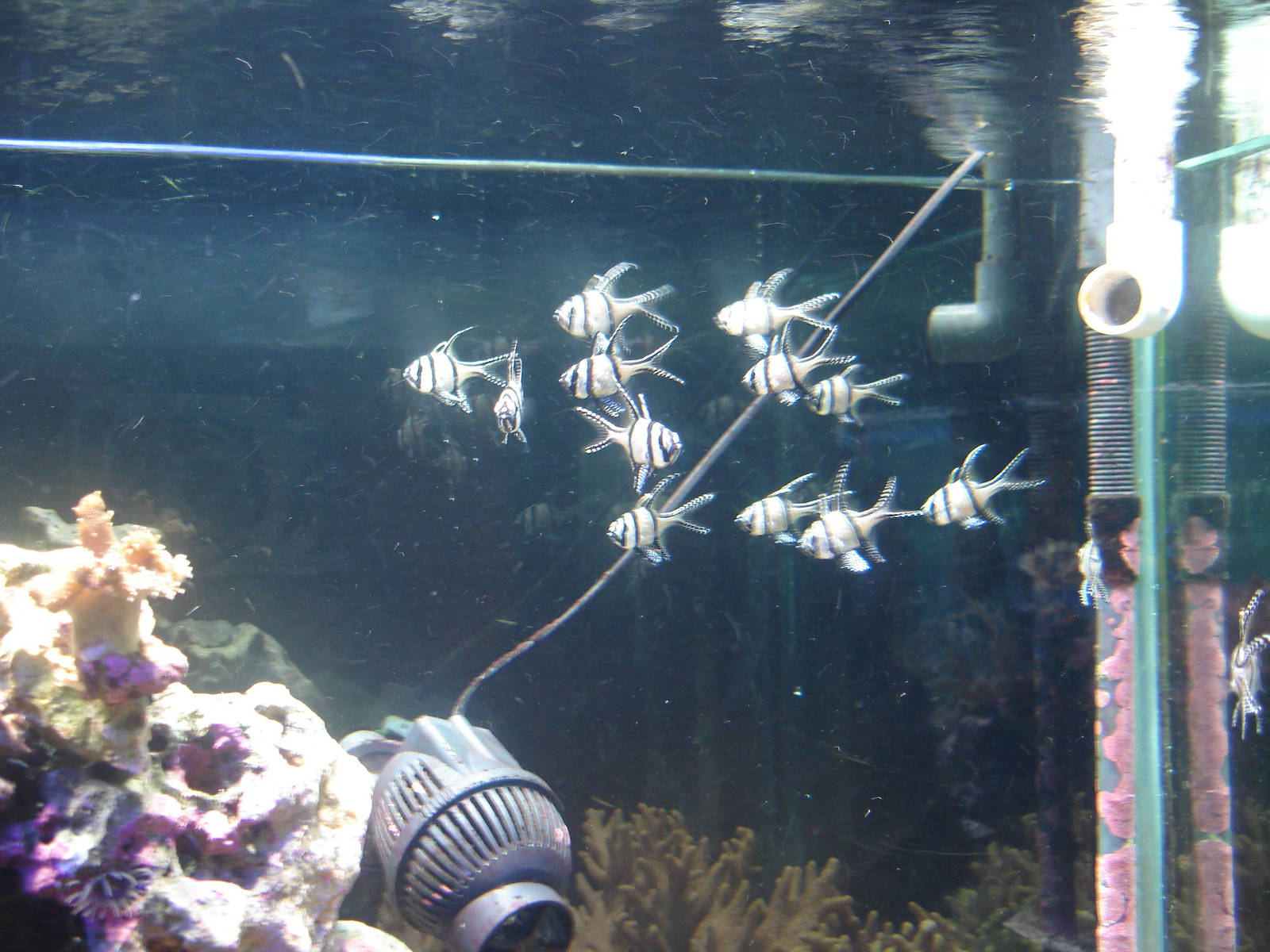 Banggai cardinalfish