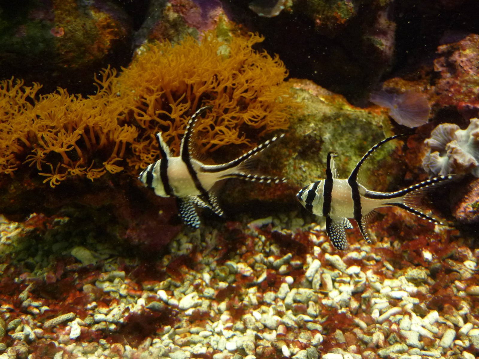 Banggai cardinalfish