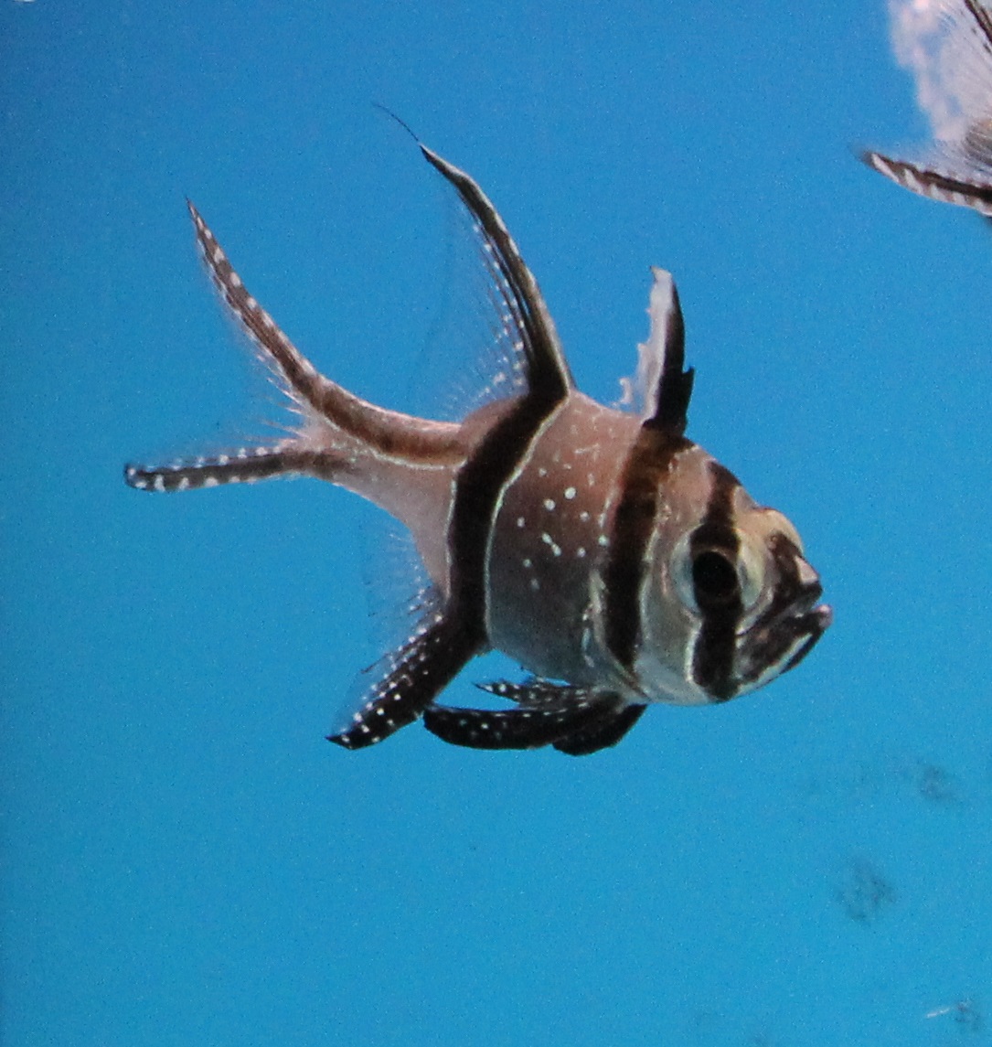Banggai cardinalfish