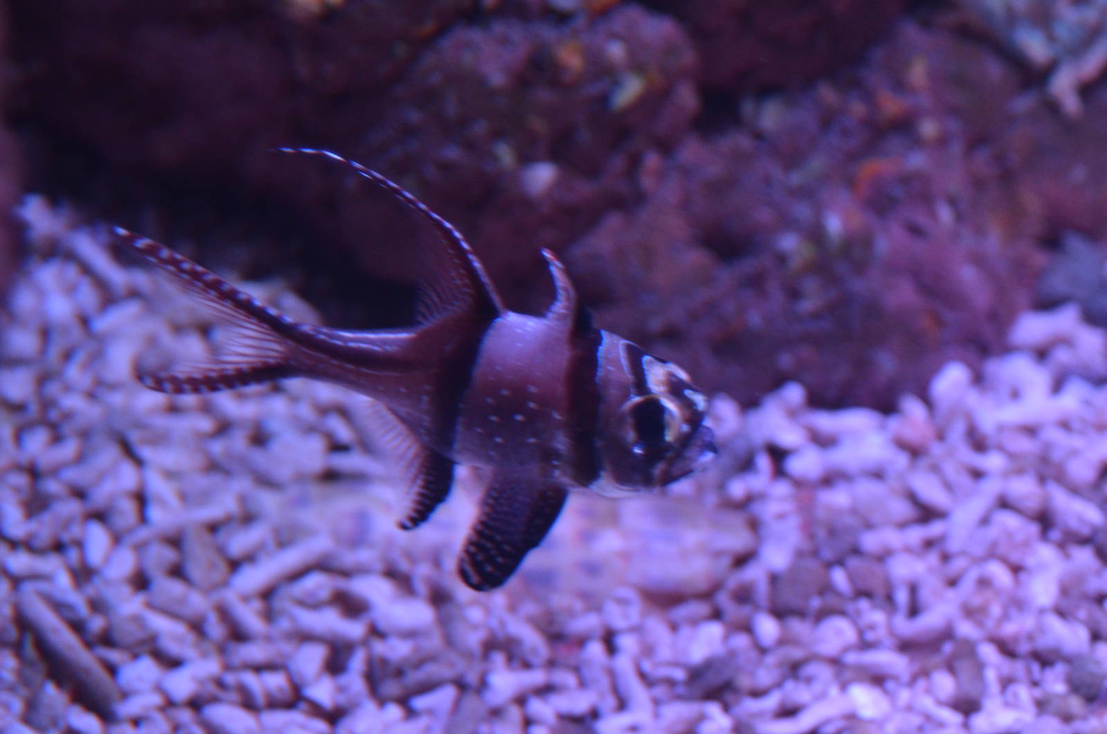 BANGGAI CARDINALFISH