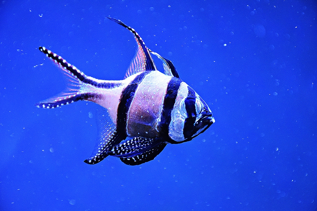 Banggai cardinalfish