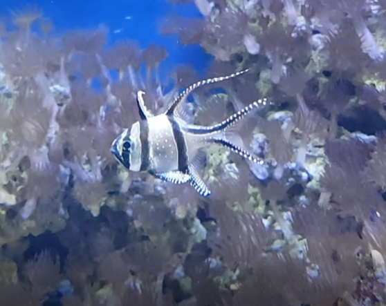 Banggai cardinalfish