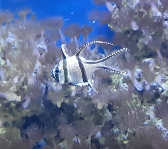 Banggai cardinalfish