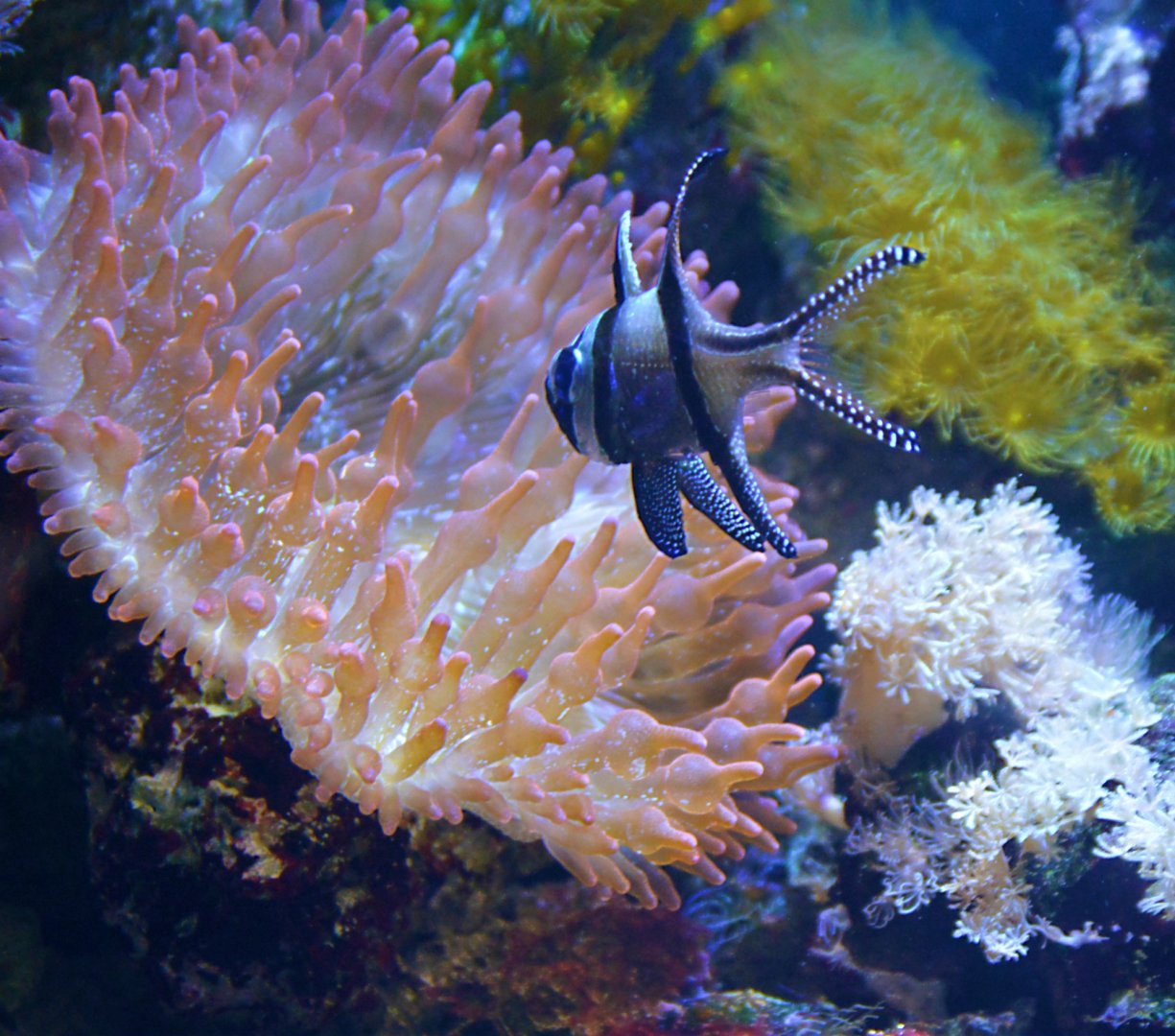 Banggai cardinalfish