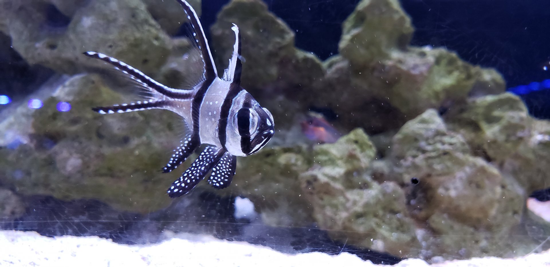 Banggai Cardinalfish