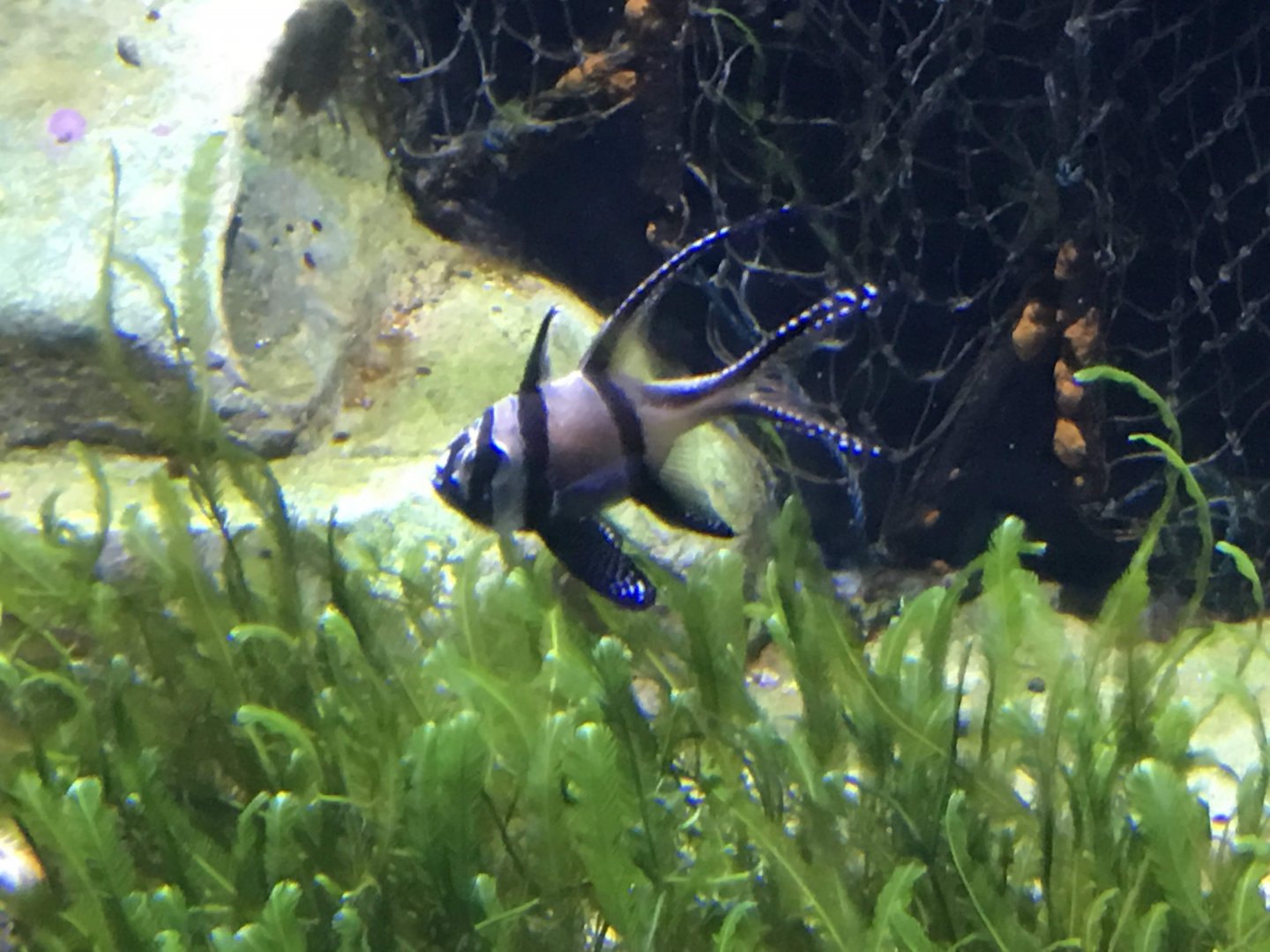 Banggai Cardinalfish