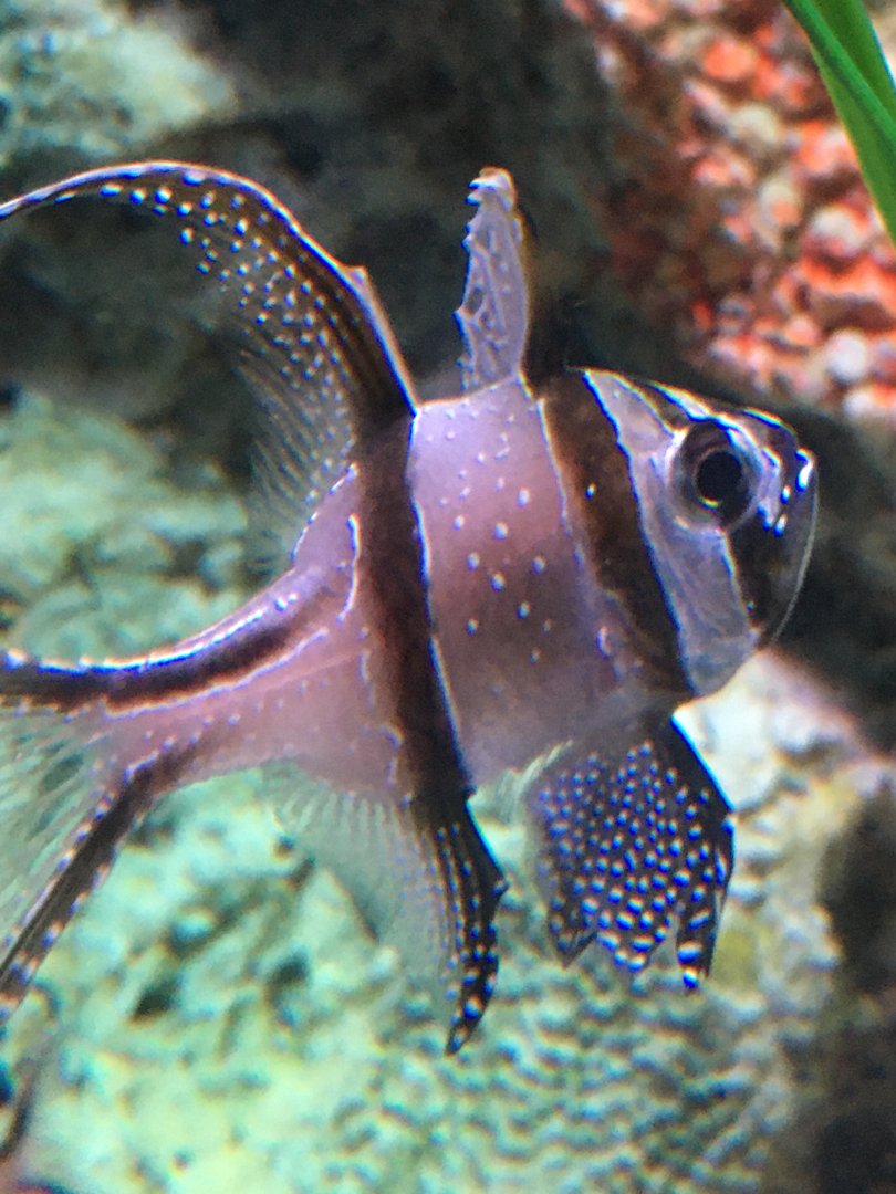 Banggai Cardinalfish