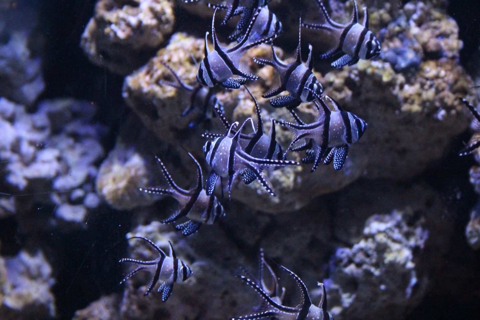 Banggai Cardinalfish