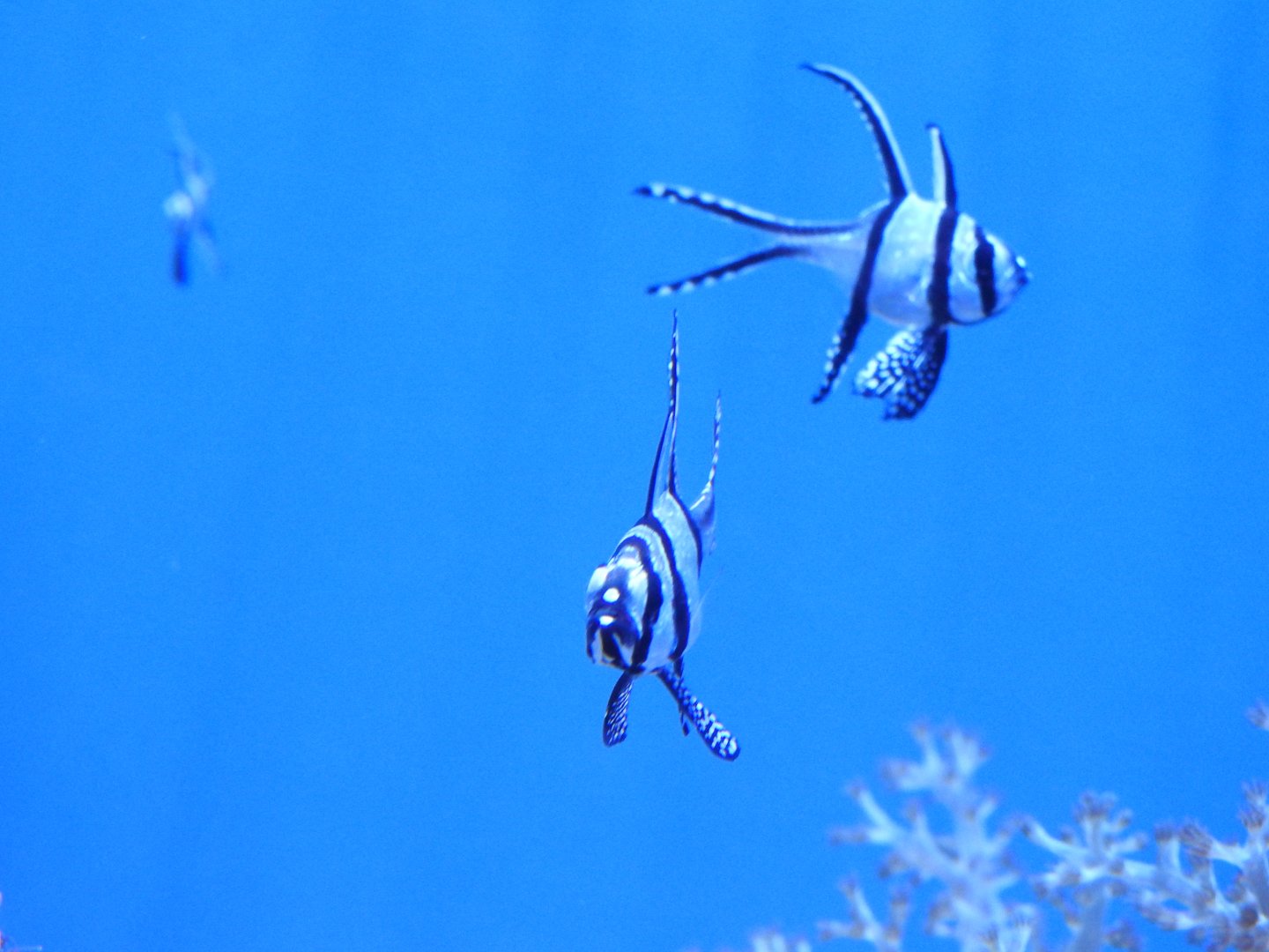 Banggai Cardinalfish