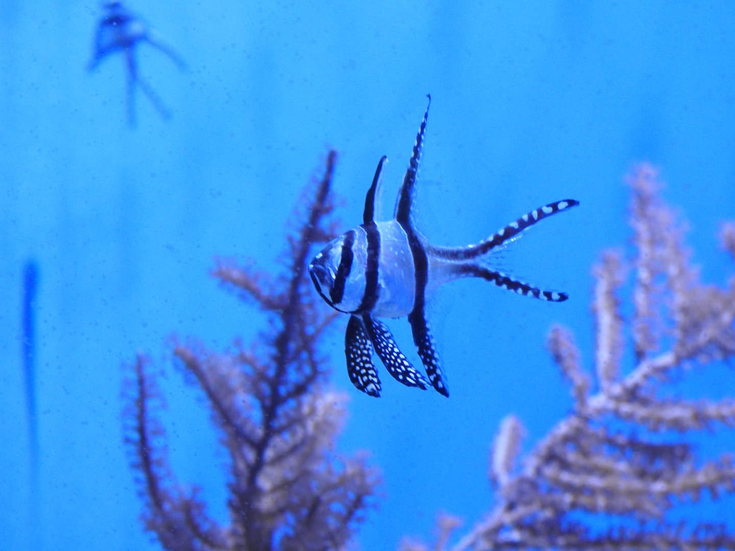 Banggai cardinalfish
