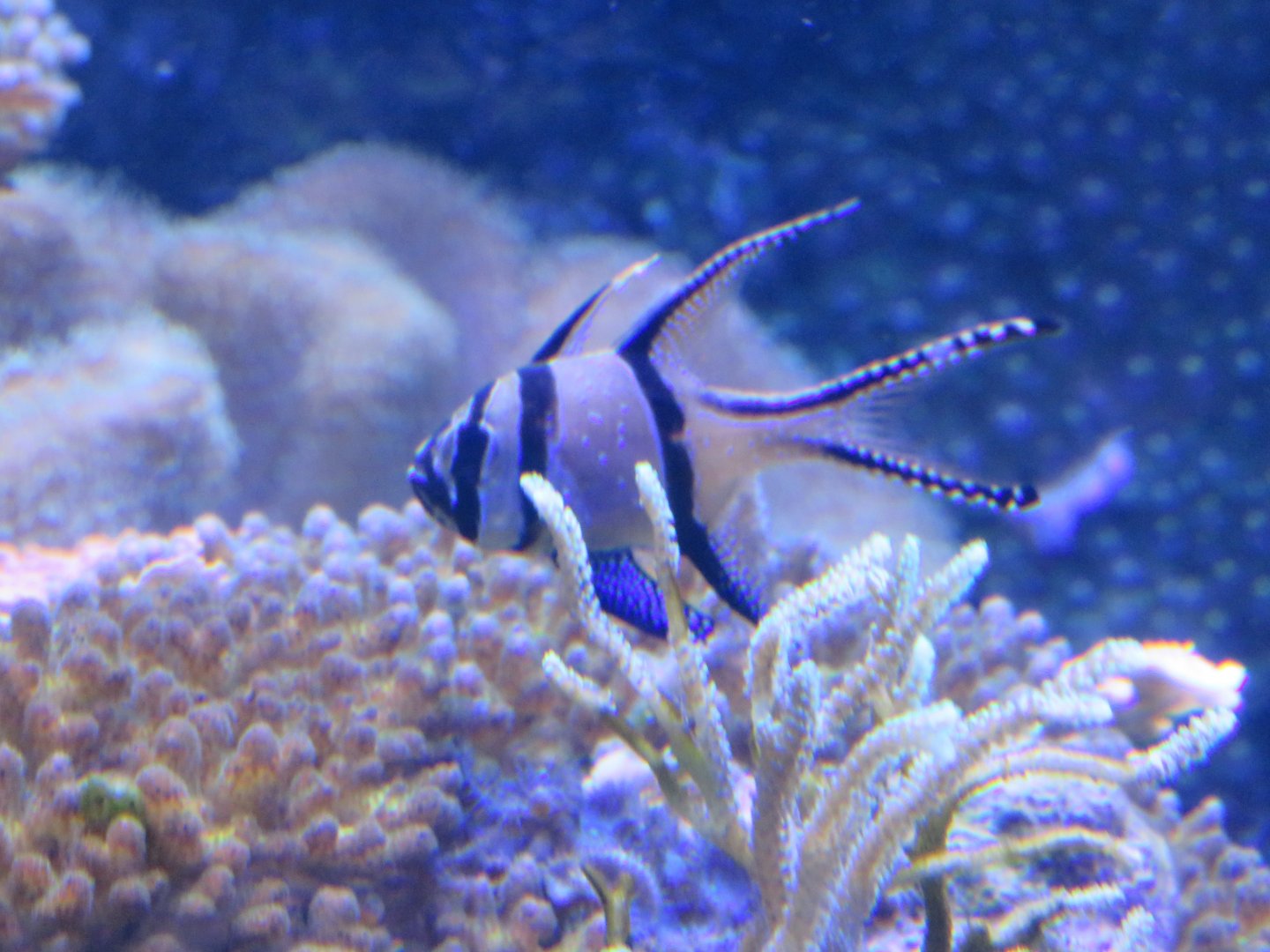 Banggai cardinalfish