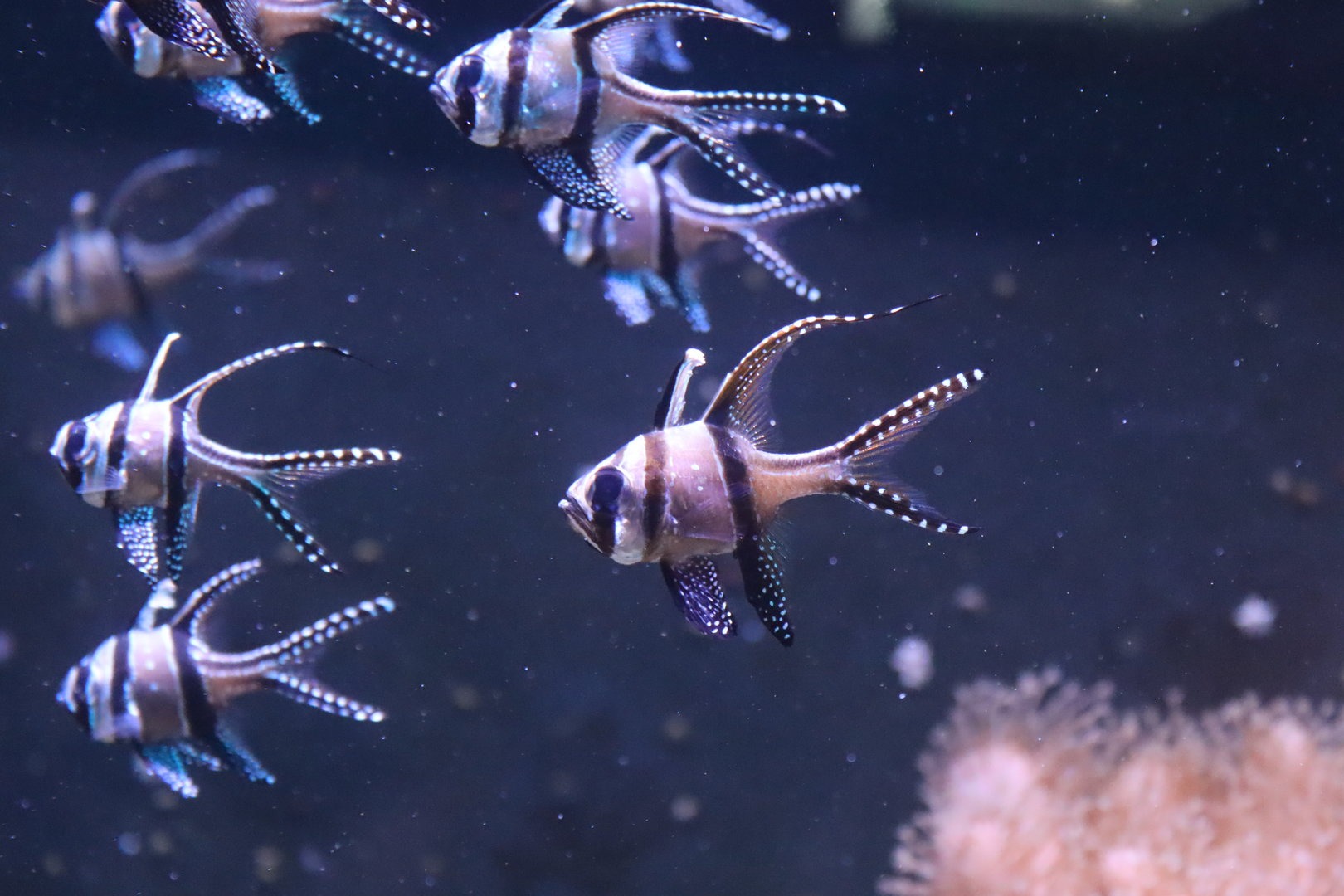 Banggai Cardinalfish