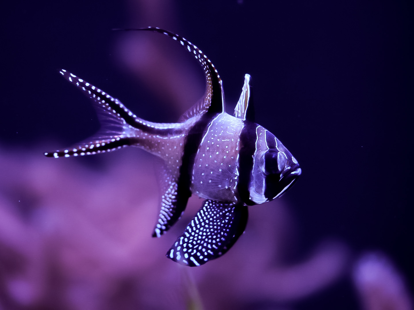 Banggai Cardinalfish