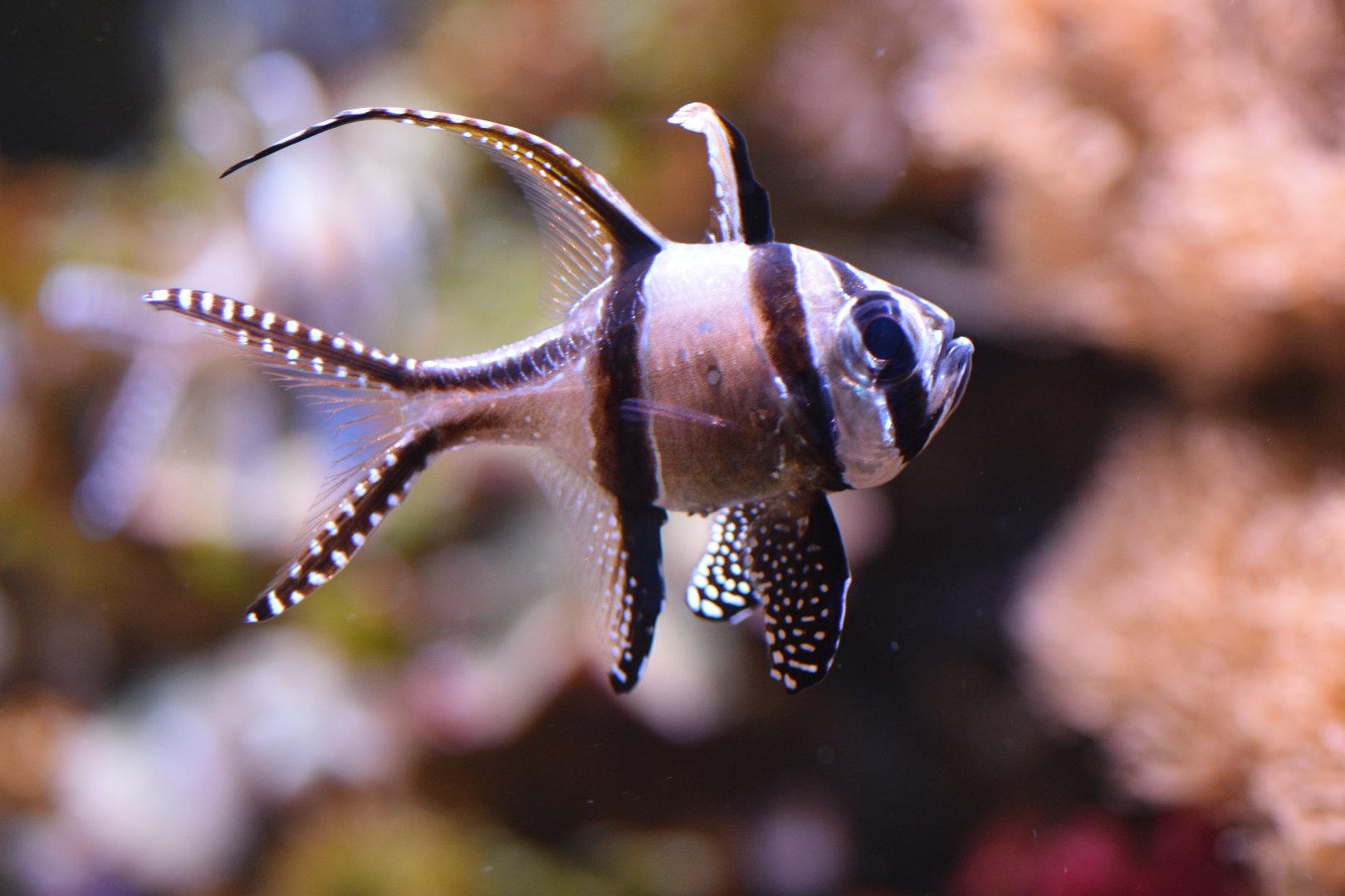 Banggai cardinalfish