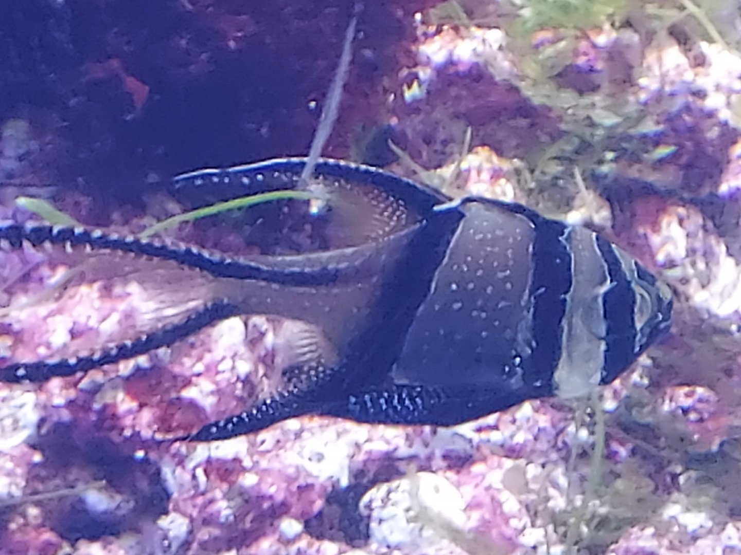 Banggai Cardinalfish