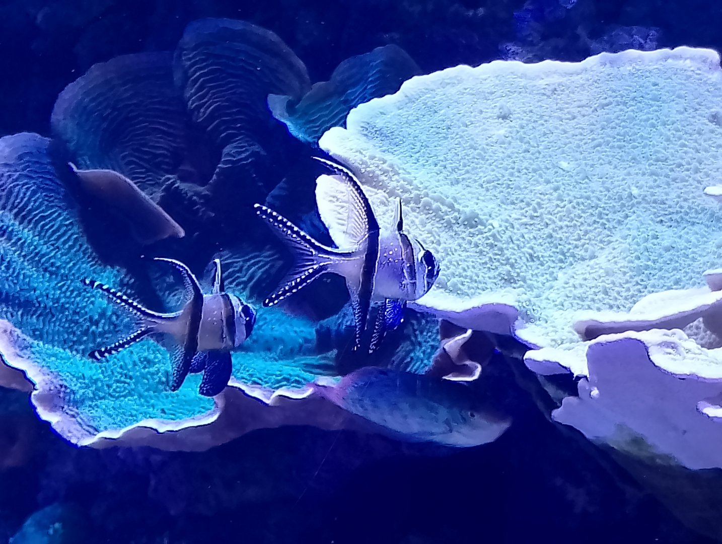 Banggai cardinalfish