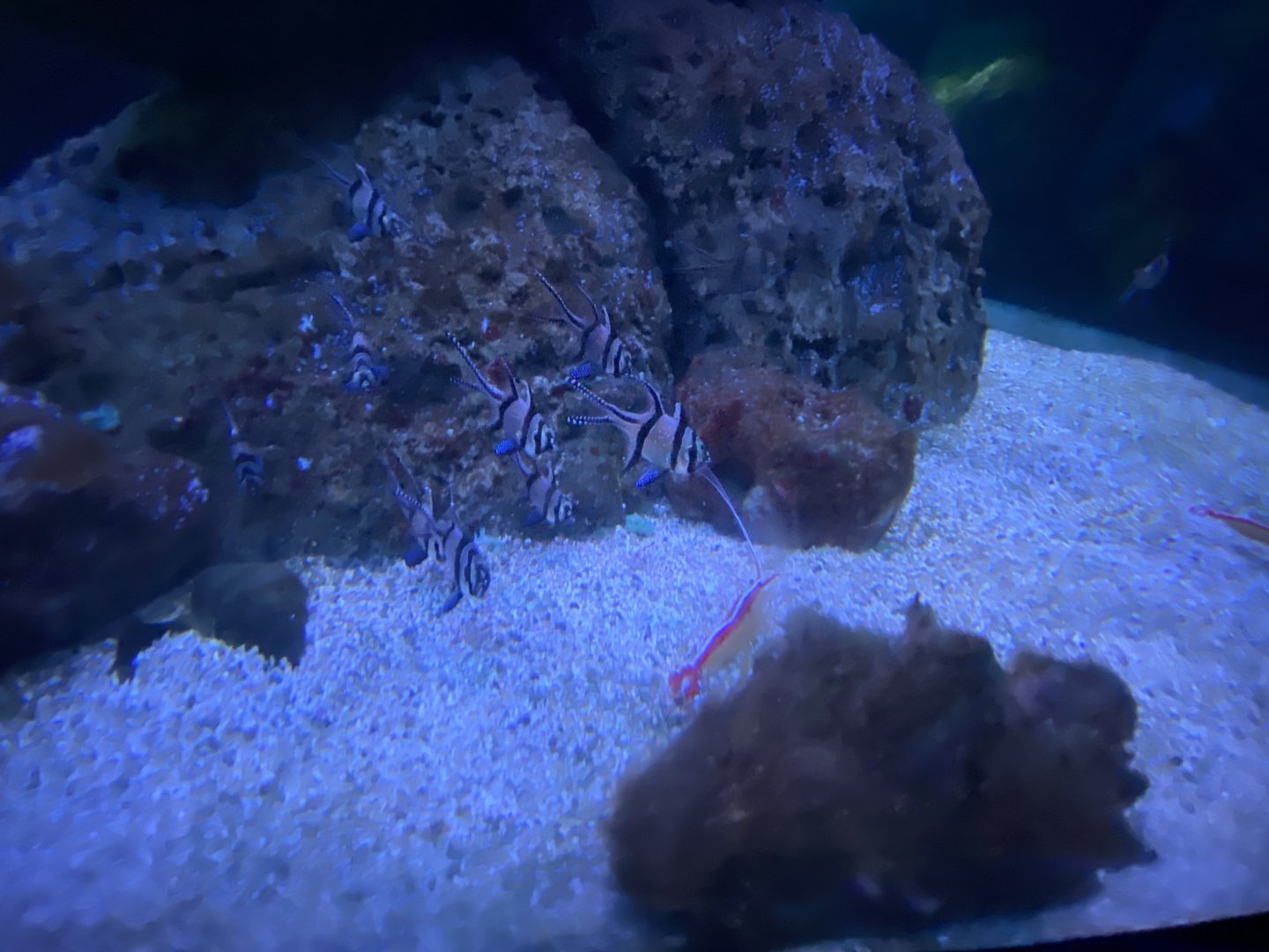 Banggai cardinalfish