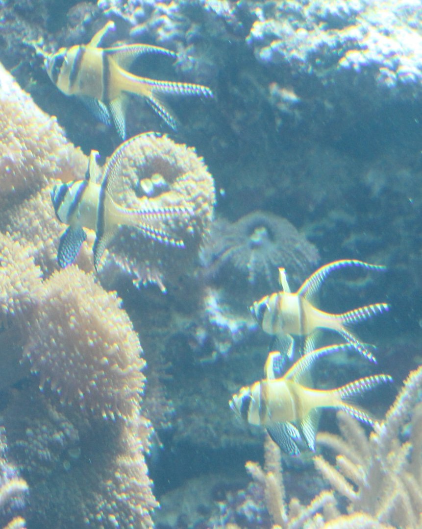 Banggai cardinalfishes