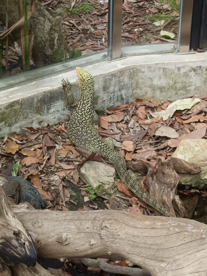 Banggai Island Monitor (Varanus melinus)