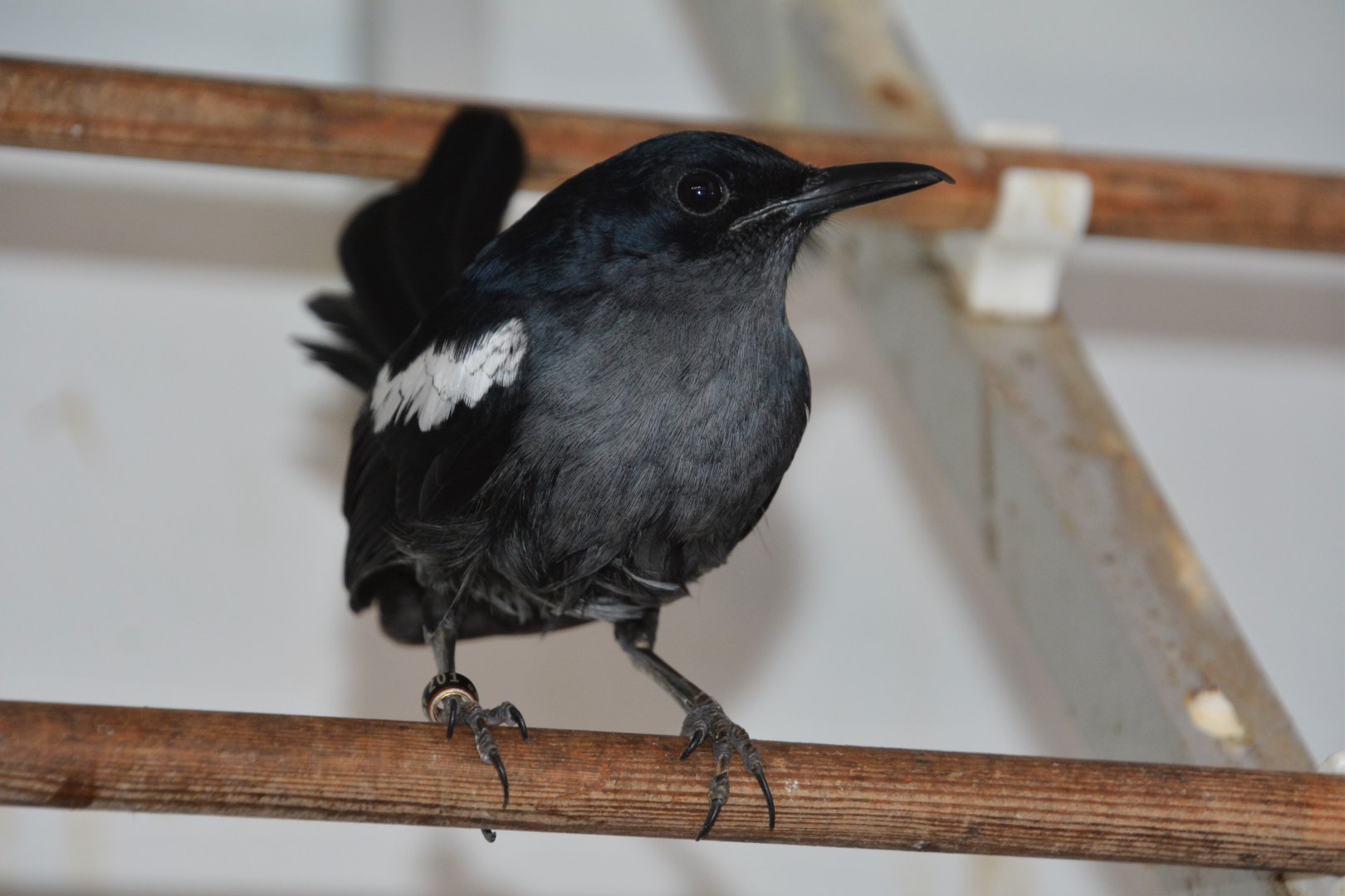 Banggi Island magpie-robin (Copsychus saularis cf. adamsi)
