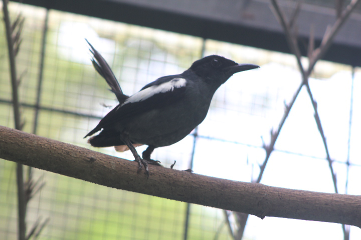 Banggi magpie-robin (Copsychus saularis adamsi) - PCBA