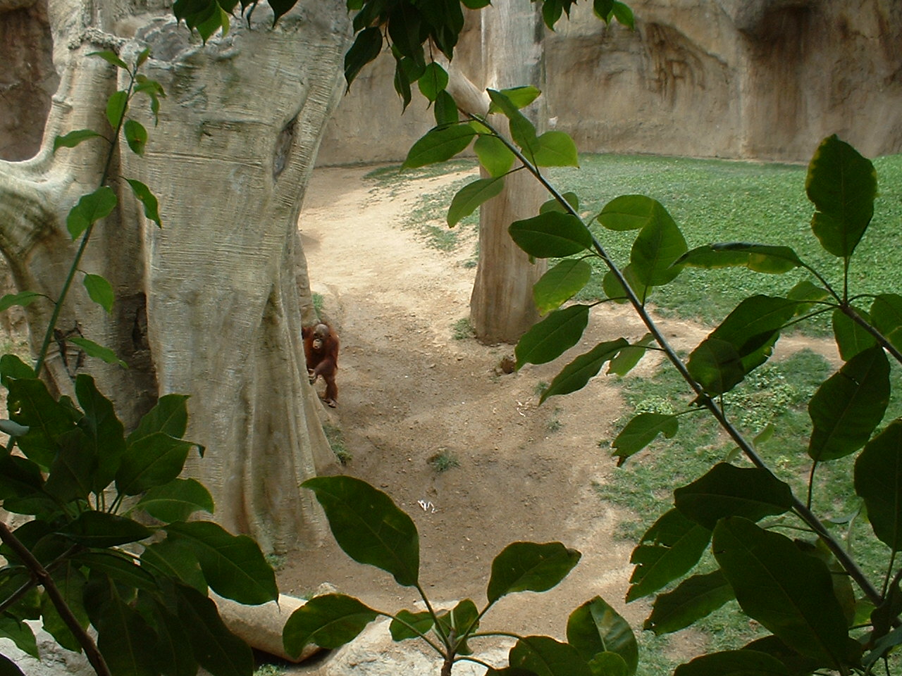 Banggi the Bornean orangutan at Fuengirola Zoo, 30 April 2009