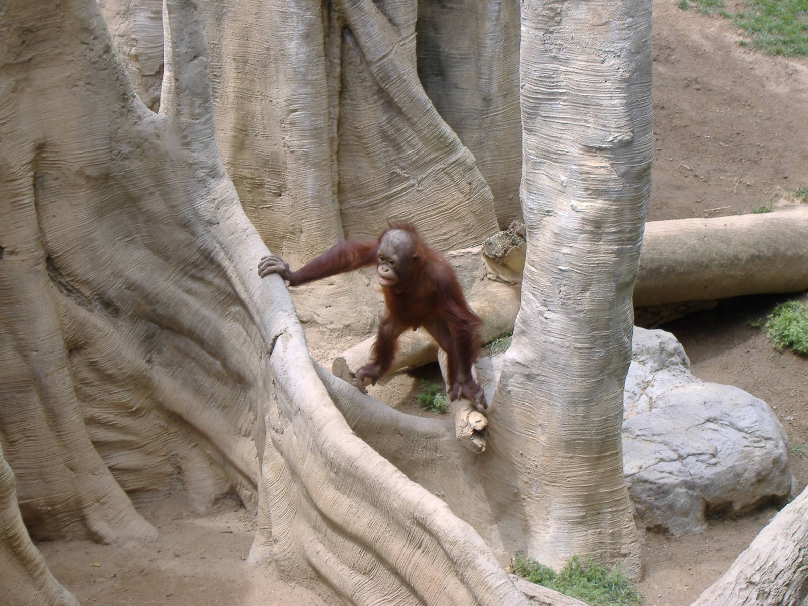 Banggi the Bornean orangutan at Fuengirola Zoo, 30 April 2009