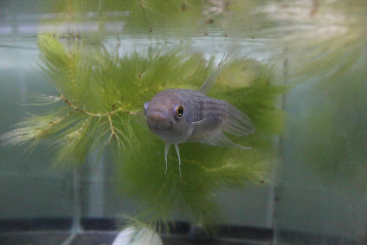 Bangka betta (Betta sp. 'Bangka') - PCBA