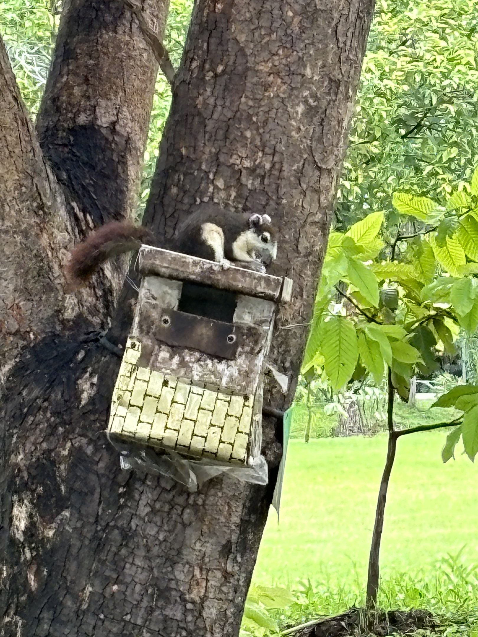 Bangkok Butterfly Garden - squirrel in park