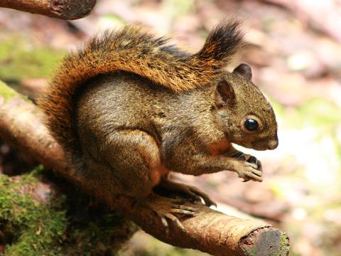 Bangs`s Mountain Squirrel