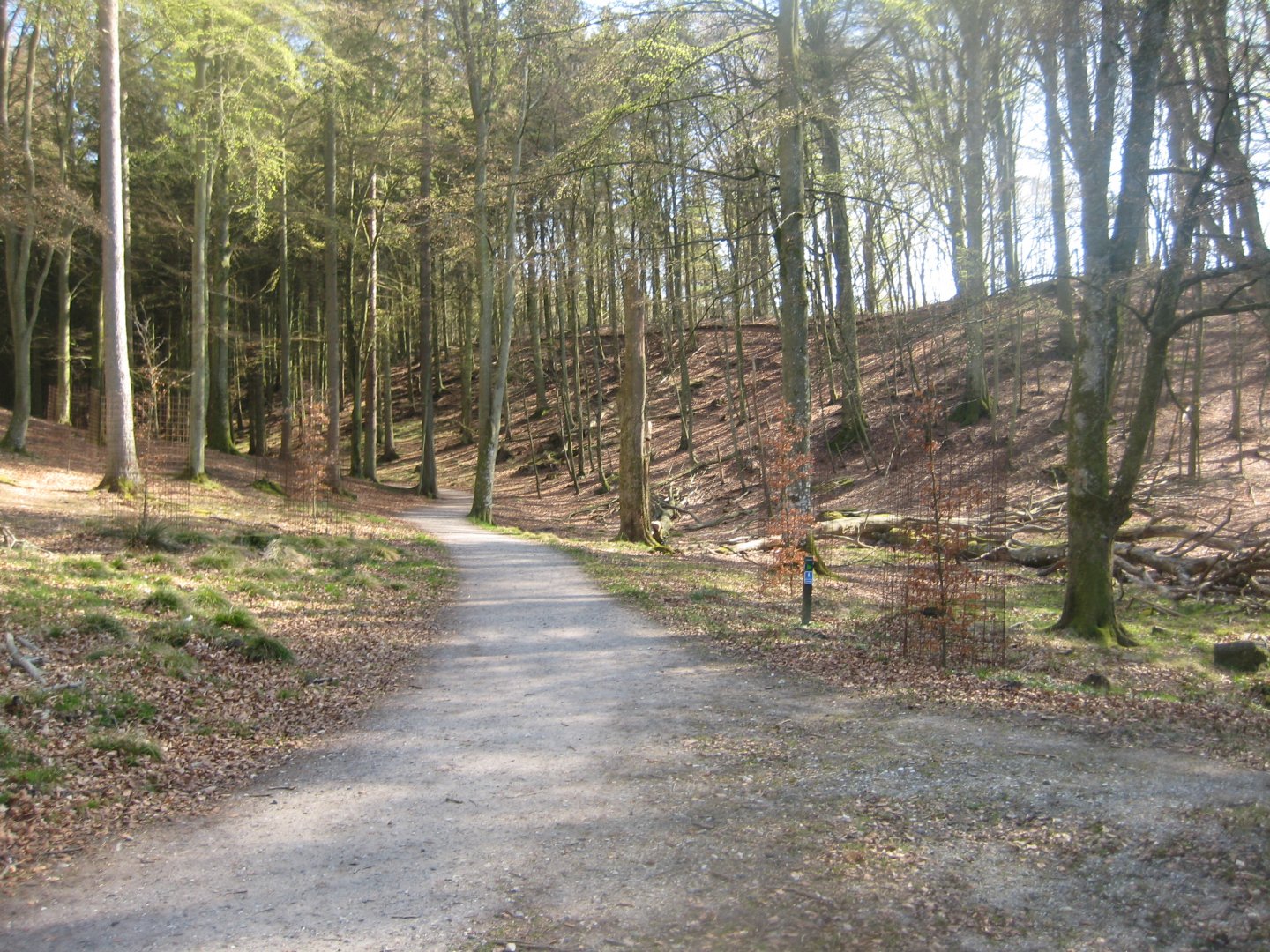 Bangsbo Dyrehave - General view of wooded area