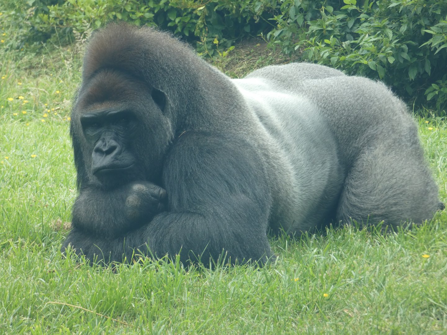 Bangui, Dublin's silverback gorilla