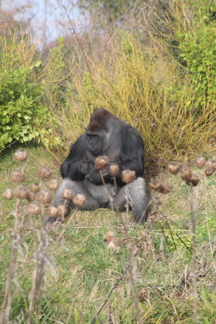 Bangui, silverback lowland gorilla