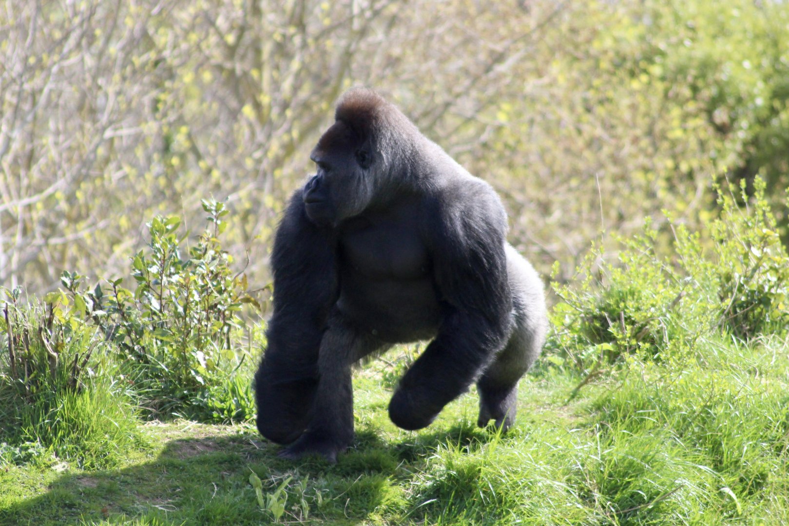 Bangui, western lowland gorilla (Gorilla gorilla gorilla) at Dublin Zoo - 16/04/2022
