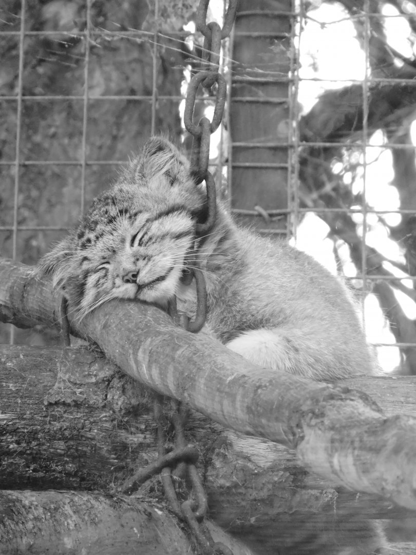Banham - Pallas Cat / Manul Kitten
