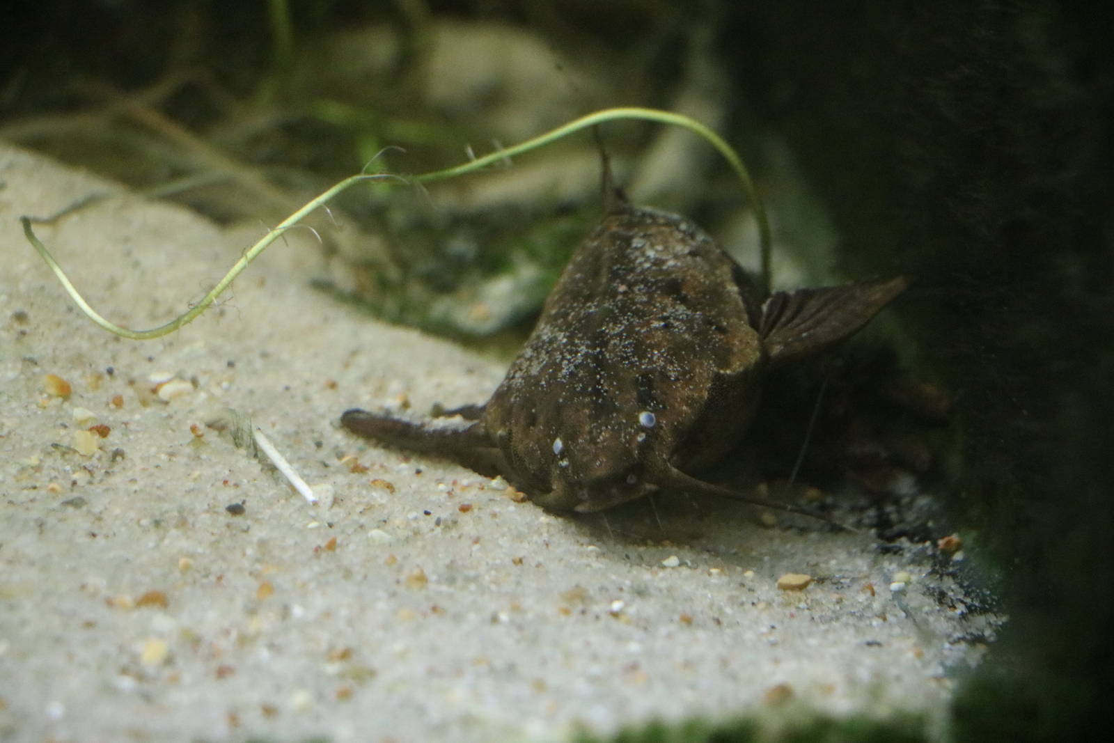 Banjo catfish - Bolton Museum, September 2015