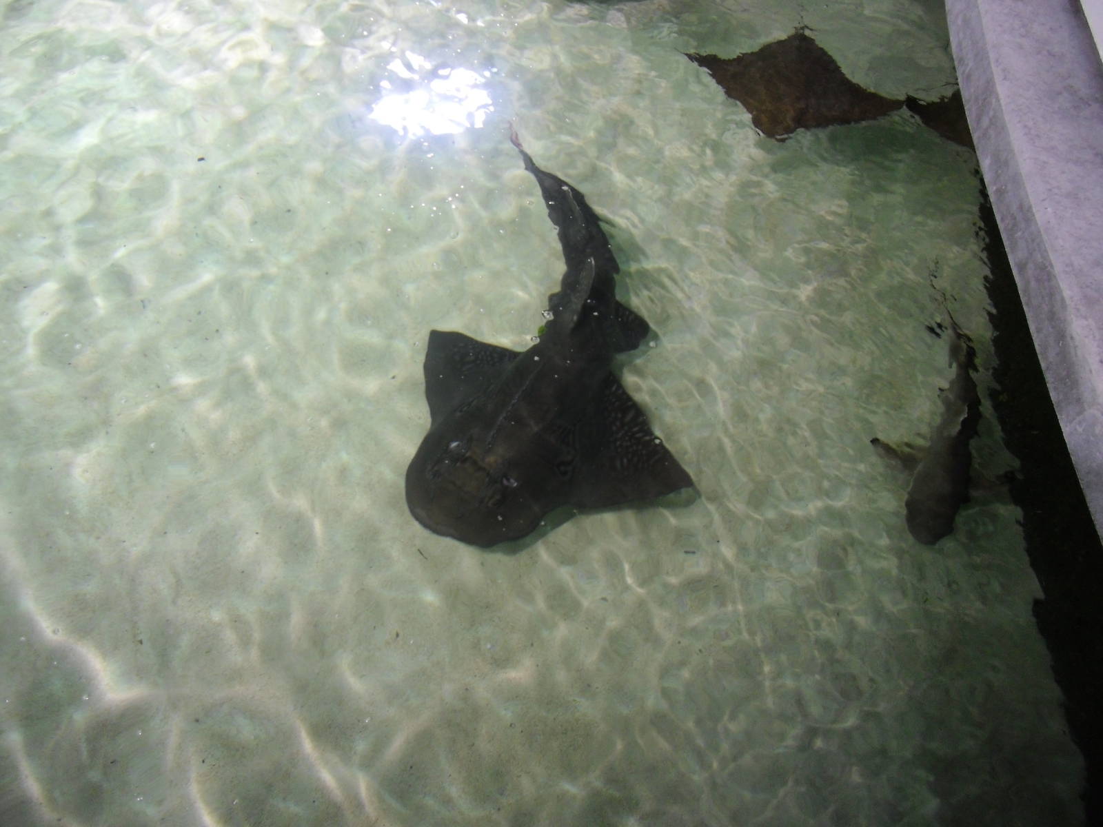 Banjo Guitarfish