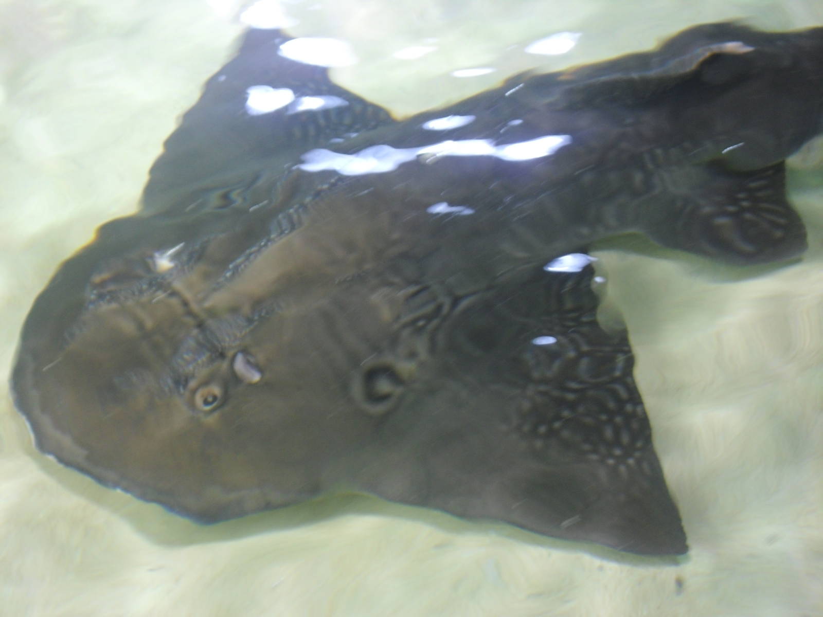 Banjo Guitarfish