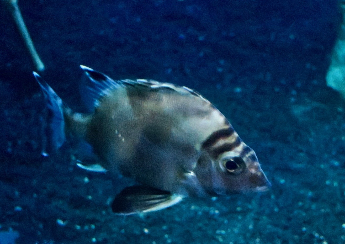 Banjofish (Banjos banjos)