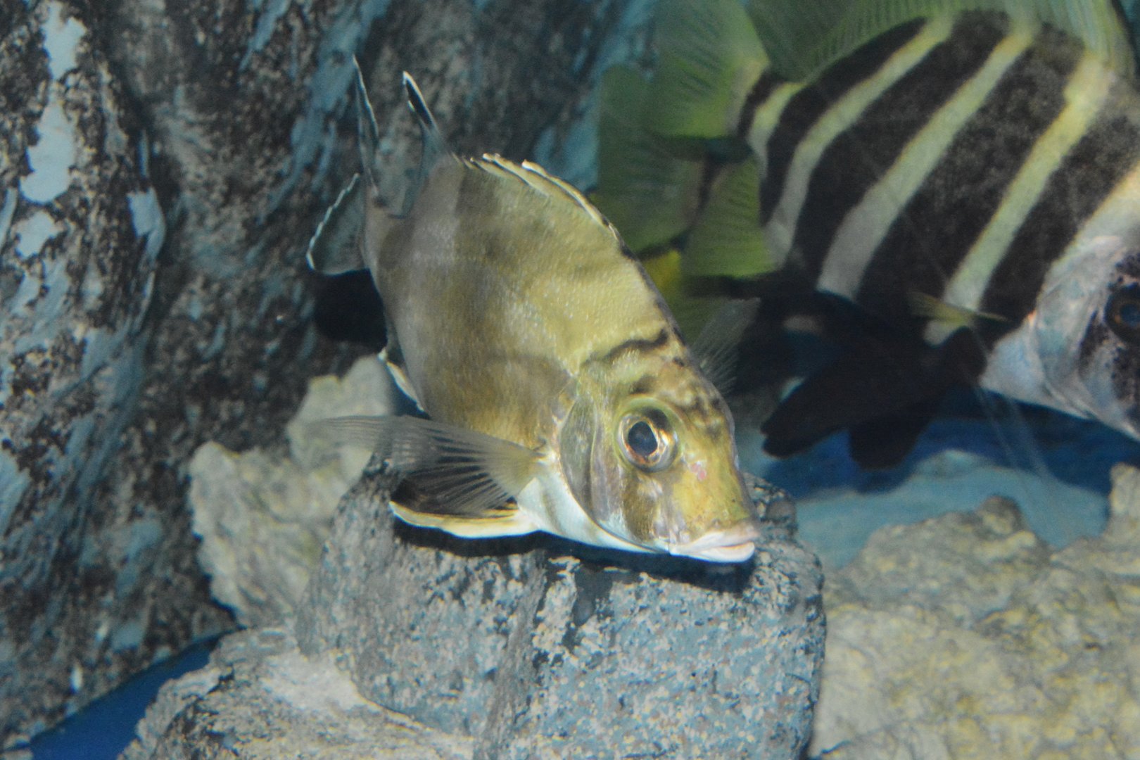 Banjofish (Banjos banjos)