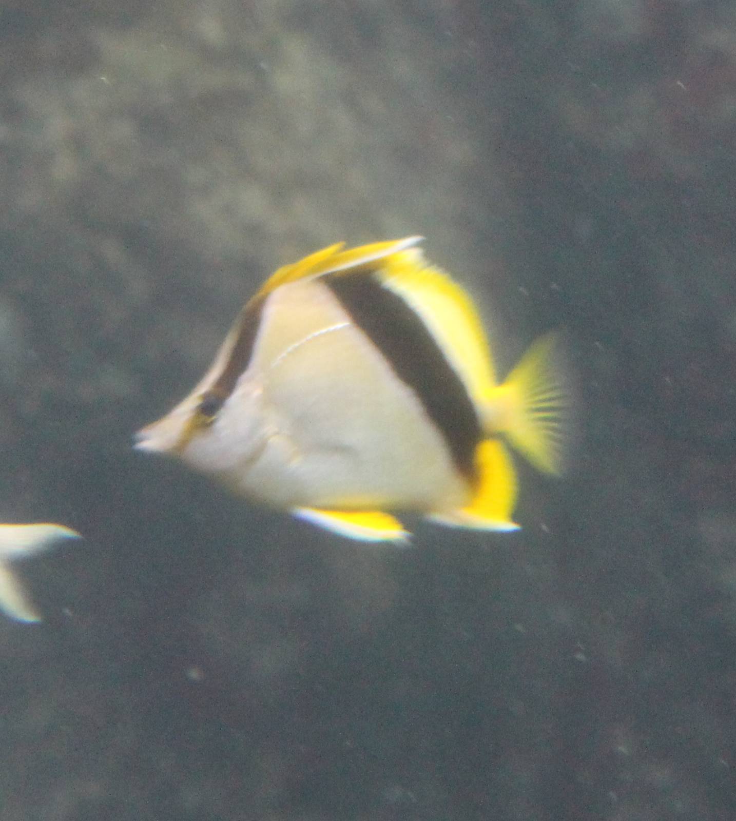 Bank butterflyfish - Prognathodes aya