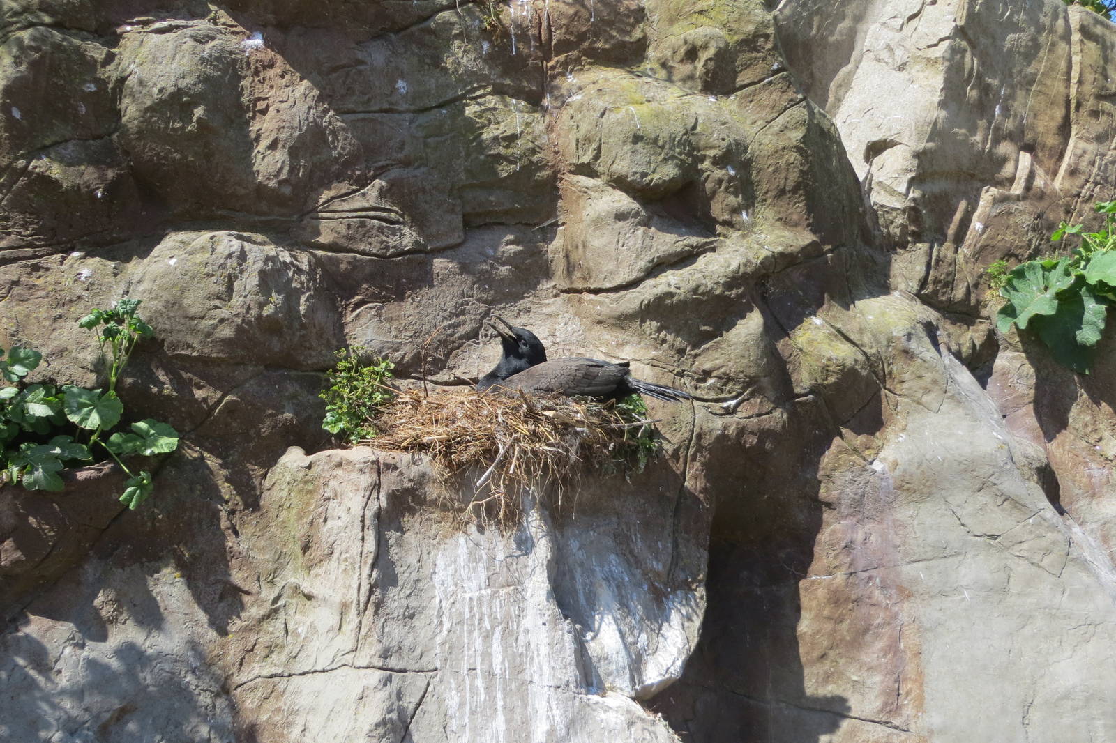 Bank Cormorant 160515