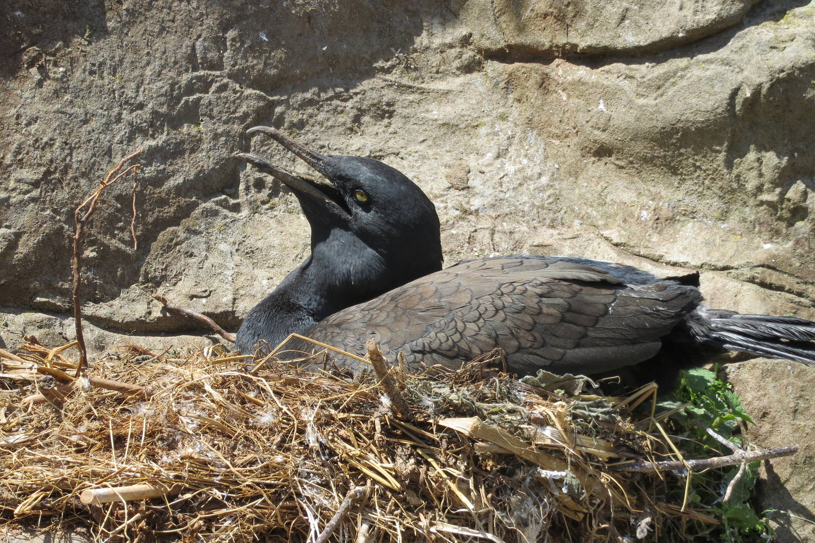 Bank Cormorant 160515