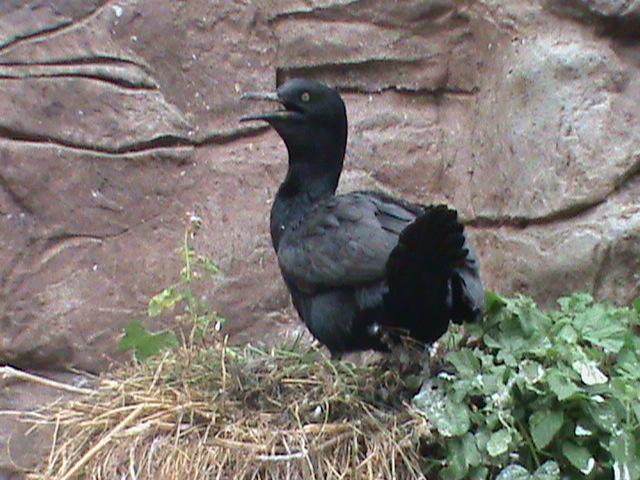 bank cormorant 190911