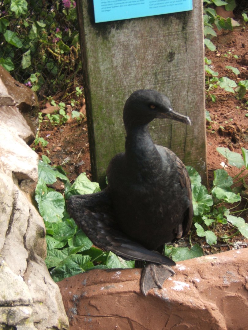 Bank Cormorant 30/07/2017