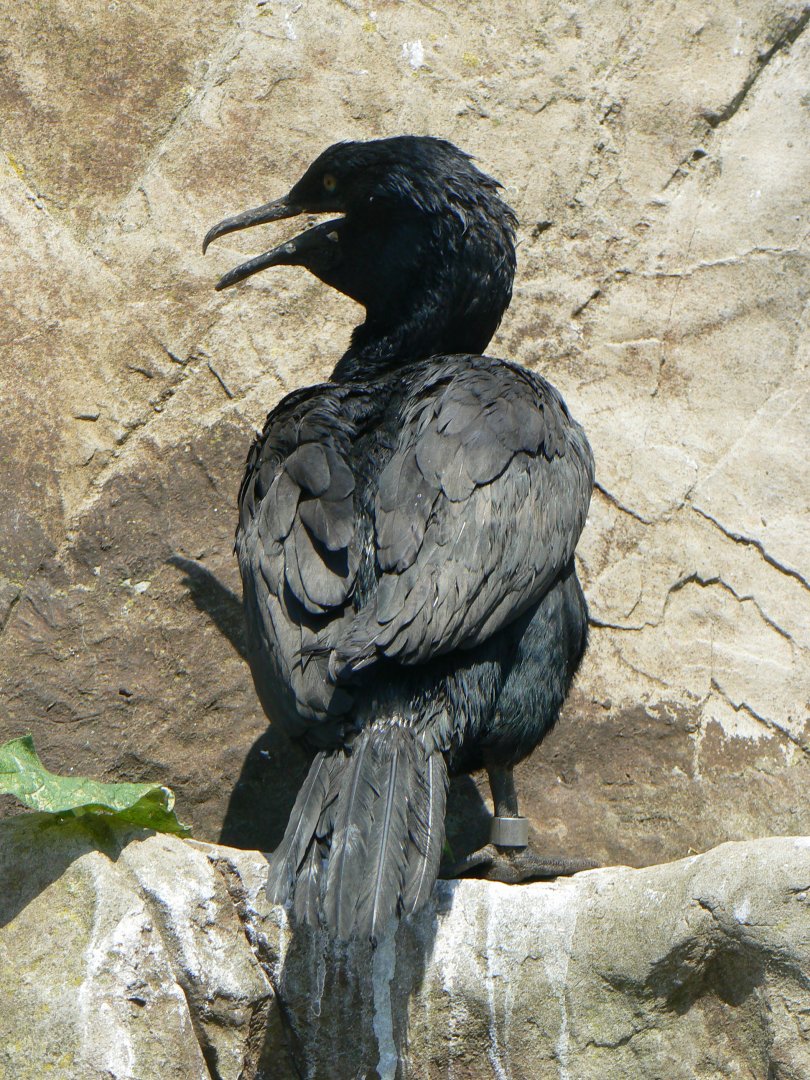 Bank Cormorant - 6 July 2018