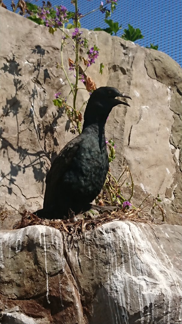 Bank Cormorant 9/7/19